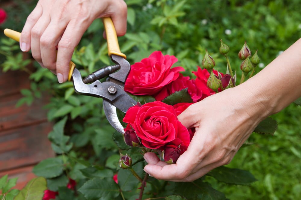 Pruning Rose Bushes