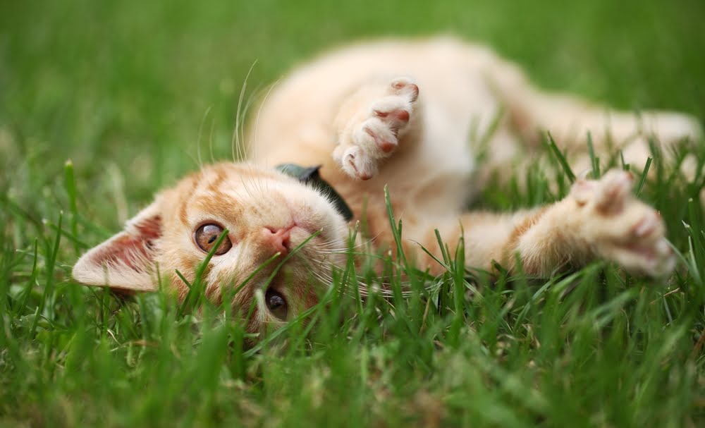 Prevent Garden Cat Damage