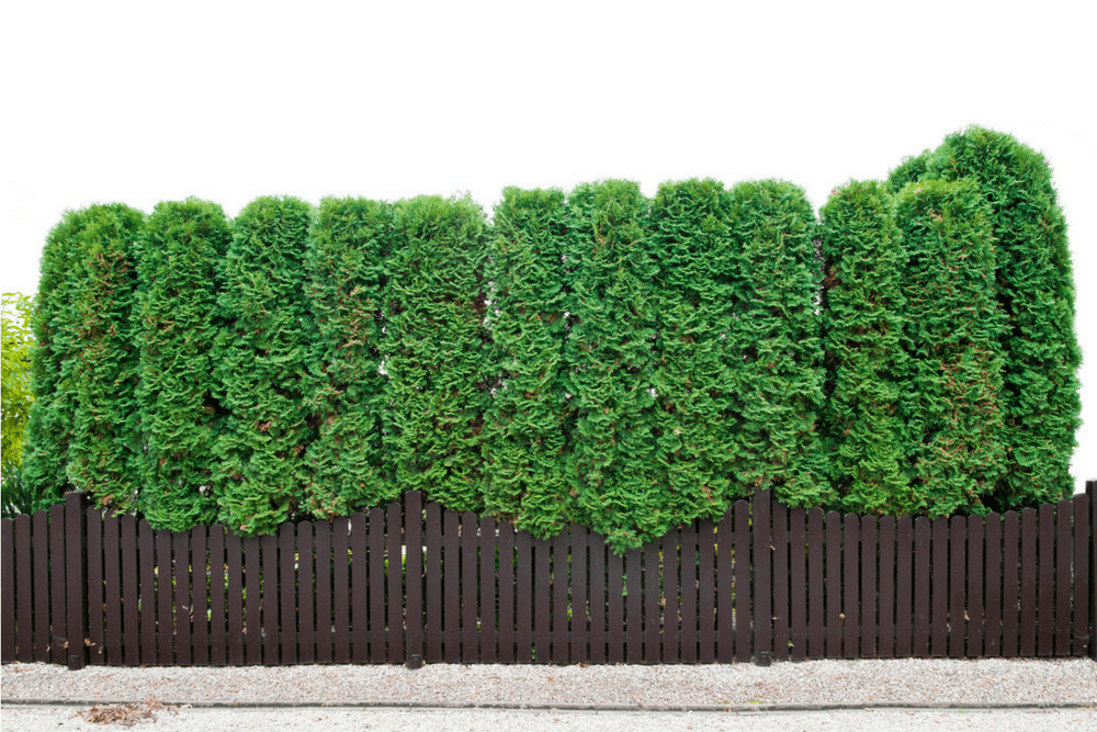 evergreen-shrubs