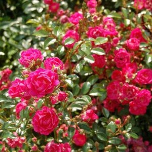 polyantha-rose-square