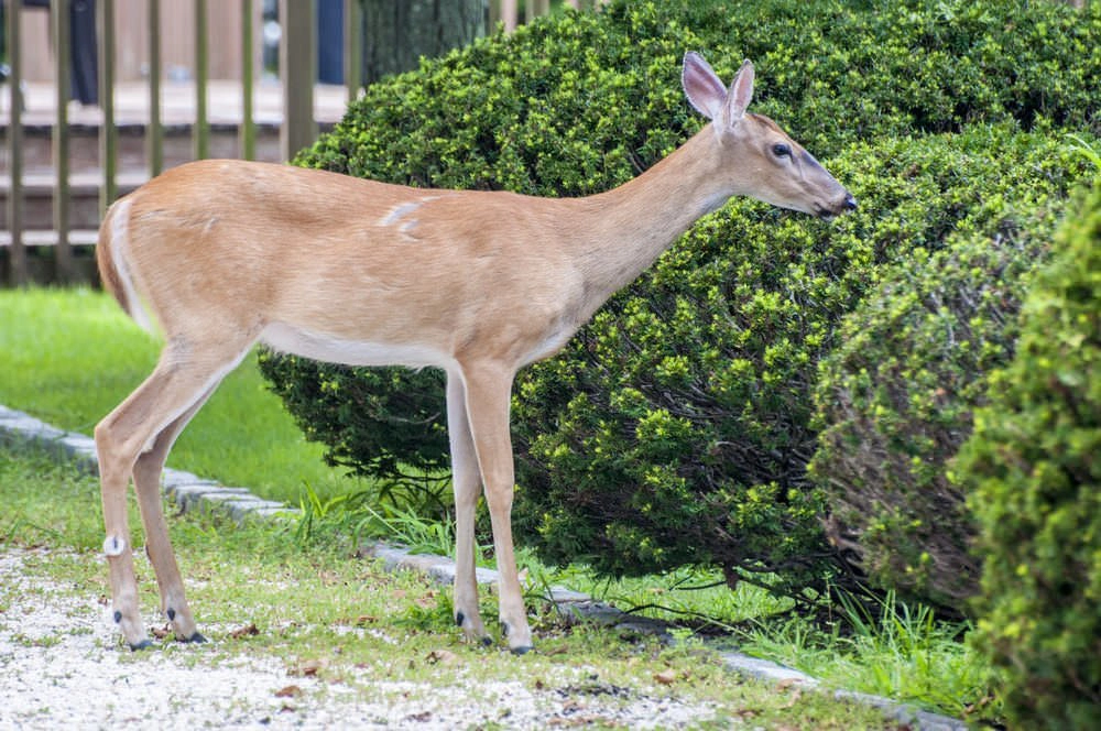 Stop Deer from Eating Your Outdoor Plants