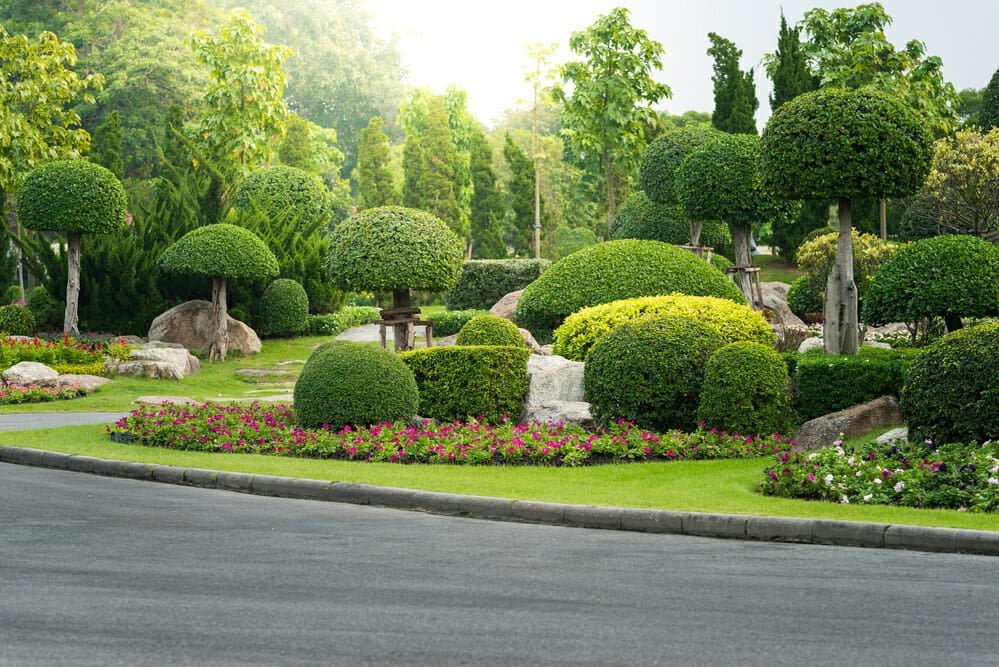 landscaping trees 