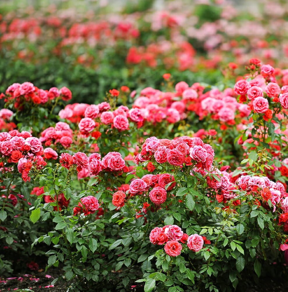 Transplanting Rose Bushes: A Step-by-Step Guide - Millcreek Garden