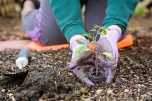 Seeds vs. Plant Nursery Seedlings Which is Best for a New Garden