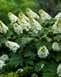 hydrangea species: paniculata