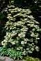 hydrangea species: arborescens
