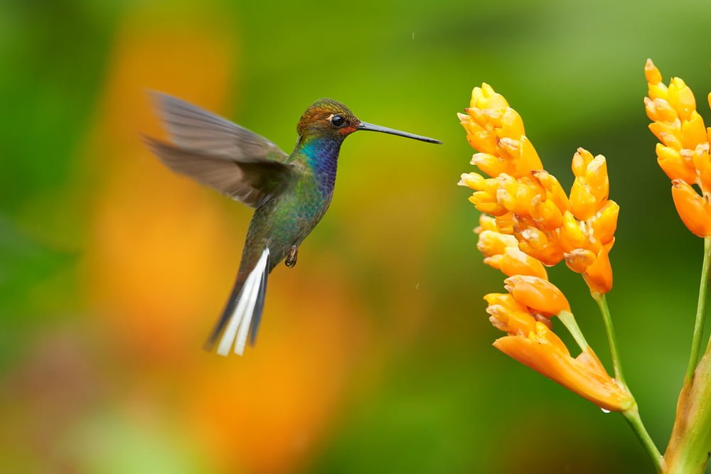 Hummingbirds at flower