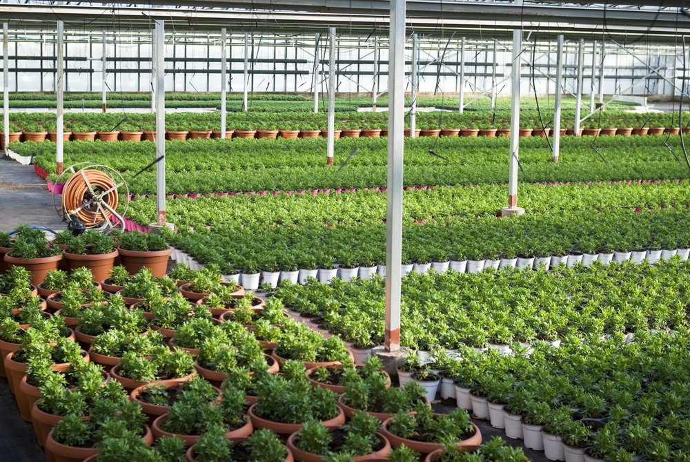 greenhouse serre comerciales crecen invernadero commerciële installaties groeien pradesh uttar betere houten potten verbinden