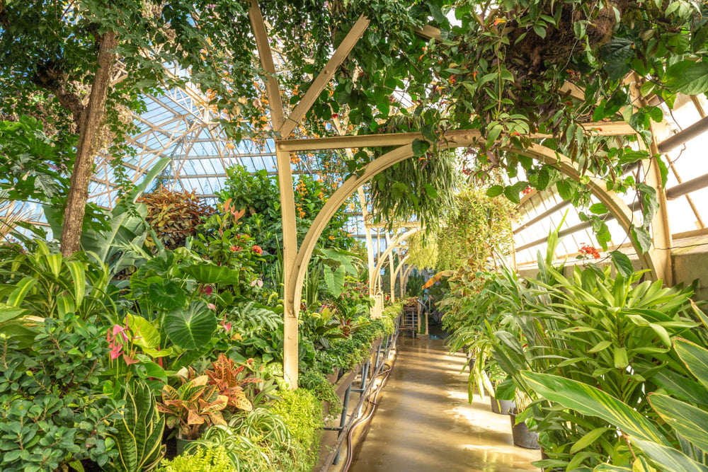 indoor and outdoor plants