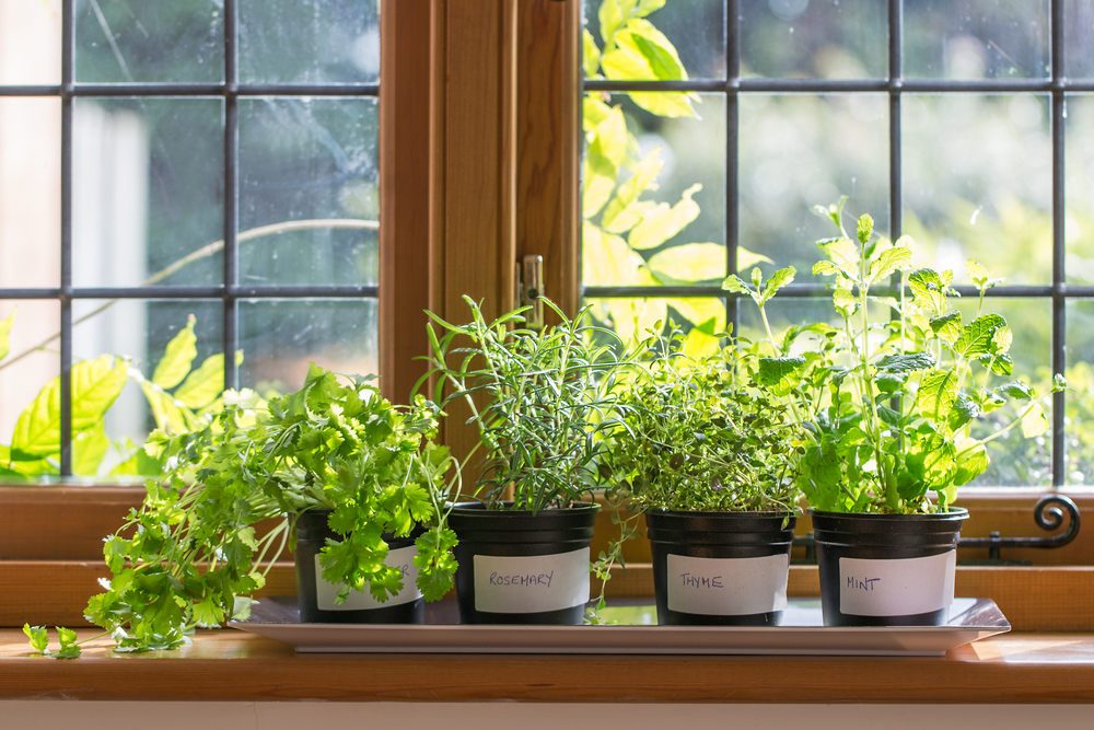 herbs on the windowsill