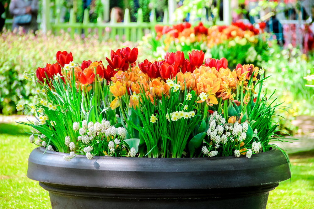 planting tulips daffodils containers