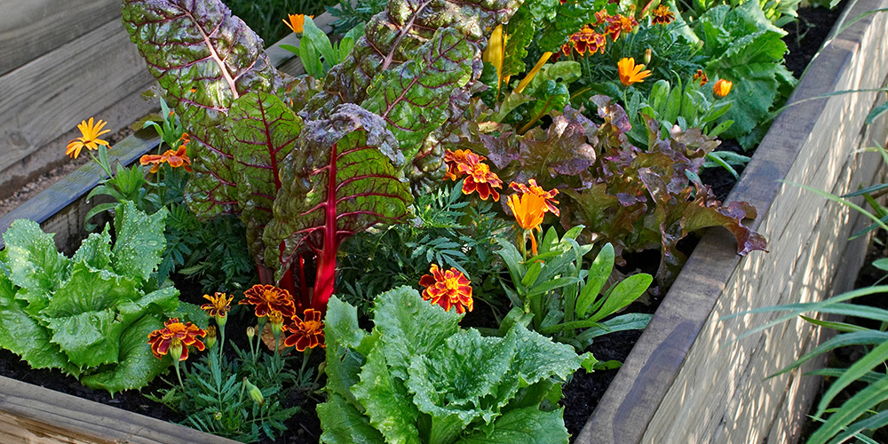 Millcreek Gardens-Salt Lake City - Utah - Best Vegetables for Container Gardening-companion planting