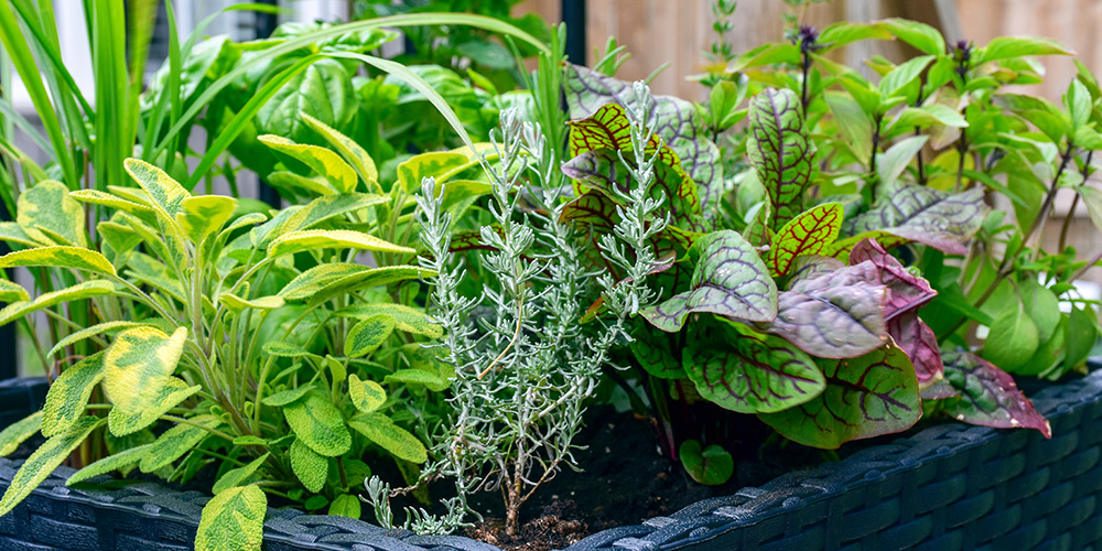 Millcreek Gardens-Salt Lake City -Utah- Best Vegetables for Container Gardening-herb container garden