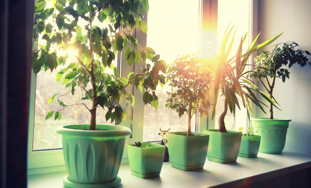 windowsill gardening basics plants